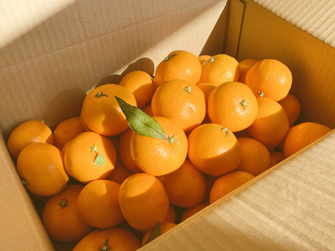 滴る果汁・甘〜い石地みかん5kg　ご家庭用（２S〜LL：約５５個）