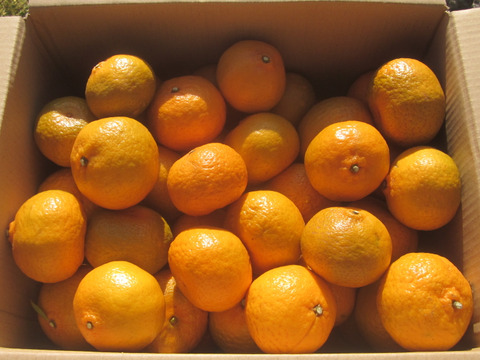 瀬戸内よりお届け！愛媛県産「ポンカン』7㎏詰合せ【約50～60個・サイズ混合・ご家庭用】芳醇な香りと甘み果肉が魅力です。