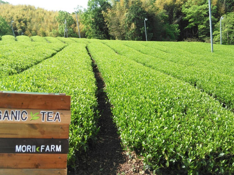 （＊宅配便）TeaBag春緑茶！ティーパック【月の雫】（３ｇ×22個入り）（農薬・化学肥料・除草剤不使用）自然素材パック使用♡