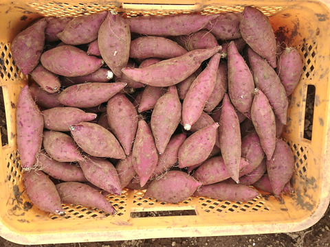 お楽しみ❣️チビッコさつまいもおまかせ3種💕(ssサイズ3kg)