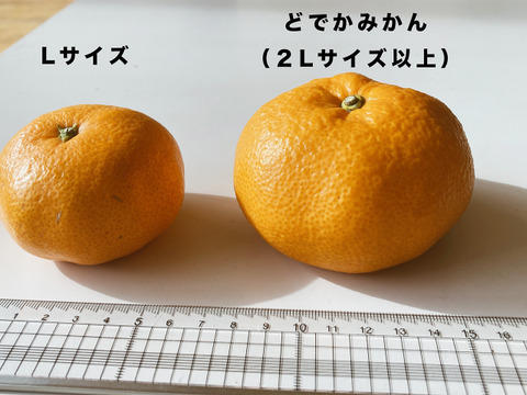 甘くて濃厚超ドデカ青島みかん5ｋｇ　4L以上(家庭用)