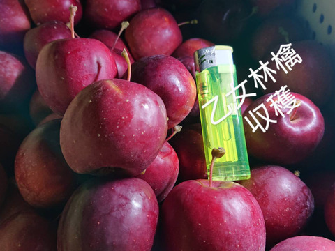 「小さな小さな林檎」【乙女】約1.5キロお菓子作りに。(焼きりんご、丸ごとコンポート、りんご飴等々)そのままでも、(希少品種）