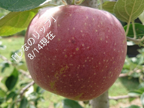 収穫中！しなのリップ約10kg/夏りんごの主役/長野県オリジナル品種。果汁が多く甘味と酸味のバランスが良い。夏収穫りんごを食べるなら押さえておきたい品種です。お届け後冷蔵庫にて/残り１ケース