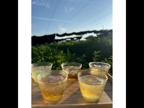 ＊8/11まで限定販売＊　夏のティーバッグ5種類飲み比べセット　深蒸しかぶせ茶、和紅茶、焙煎ほうじ茶　各10個入り　限定ブレンドティー　和紅茶ミント、グリーンレモンティー　各5個入り　(計40個入り)