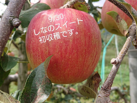 収穫始まりました！「しなのスイート約5kg」当農園リピーターのお客様が一番多い品種です。果汁が多く甘味が強く酸味が優しい品種です。（写真は9/30現在です）