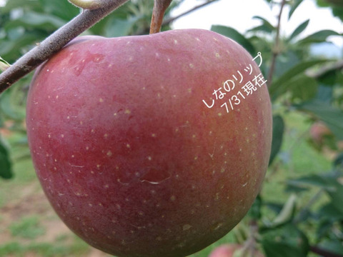 最終残り１ケースです。「しなのリップ約3kg」「夏りんごの主役」！長野県オリジナル品種。果汁が多く甘味と酸味のバランスが良い。夏収穫りんごを食べるなら押さえておきたい品種です。お届け後冷蔵庫にて。