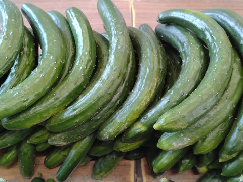 朝採り‼お徳用曲がりきゅうり (約5㎏)