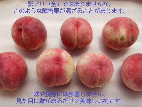 うさこさん専用　桃　はつひめ　ワケあり　10kg 桃 はつひめ ワケあり 規格外 3kgの通販 by NETCH shop｜ラクマ