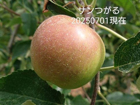 ご好評頂き、再再再、再再再販売です。「飲む林檎酢」砂糖不使用です。１リットルサイズです。毎日の1杯に、安曇野産収穫りんご、サンつがるで作りました。仕上がりました！お待たせ致しました。