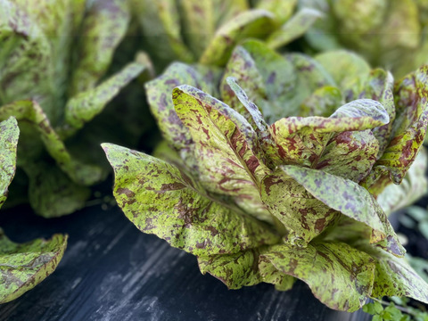 那須高原のレタスもりもり８種類入り