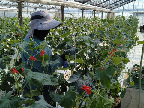 朝採り‼こだわり‼埼玉県産春きゅうり‼　(約2㎏)