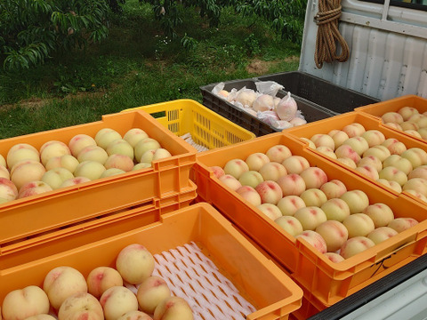 数量限定！麻績村産【清水白桃】家庭用約2kg