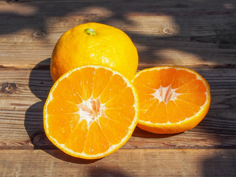 【お歳暮・ギフトに】とろける完熟！人気の甘い小粒Sサイズ10kg【幻の東京狭山みかん】