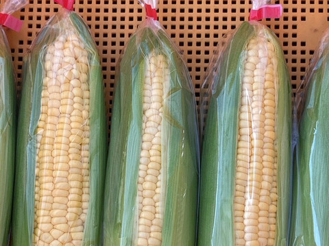 「俺に惚れてみないか？」あまーーーい！！！朝採れスイートコーン！（栽培期間中、農薬不使用）5本入