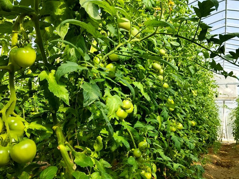 《飲食店様向き》温泉成分の地下水で栽培! 昔懐かしい味わいの 「鹿野高原トマト」(3kg・バラ)