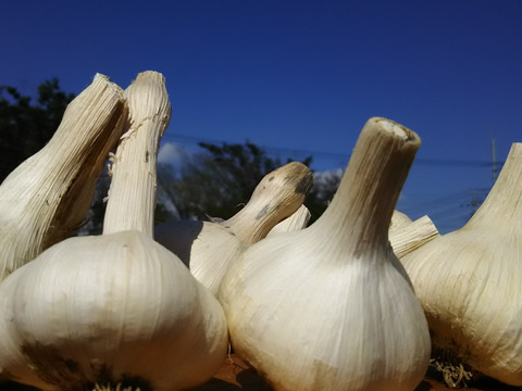 常温便🥔🥔🥔じゃがいも✨✨ニンニクつき🧄【数量限定約８kg❗❗】子供に食べさせたいばぁばのモノスゴイ野菜😋🍠🍠✨✨✨