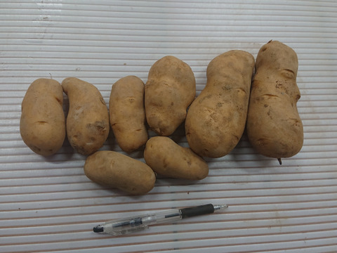 【訳あり】北海道産メークイン20キロ