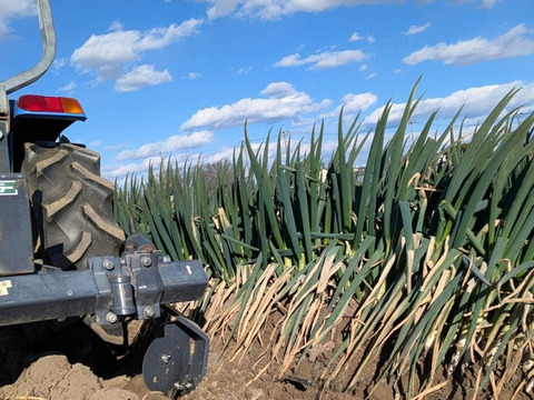 【埼玉県産】本庄の長ネギ　約5kg