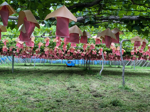 【特別栽培相当長野県認証】訳あり完熟シャインマスカット2.5kg規格外※長野県認証/特別栽培同基準（信州の環境にやさしい農産物認証50）