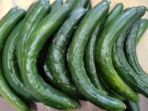朝採り‼お徳用曲がりきゅうり (約5㎏)