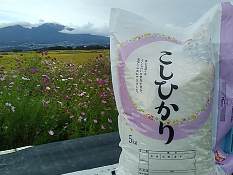 長野県佐久市産 令和7年新米 コシヒカリ：長野県産のコシヒカリ｜食べ