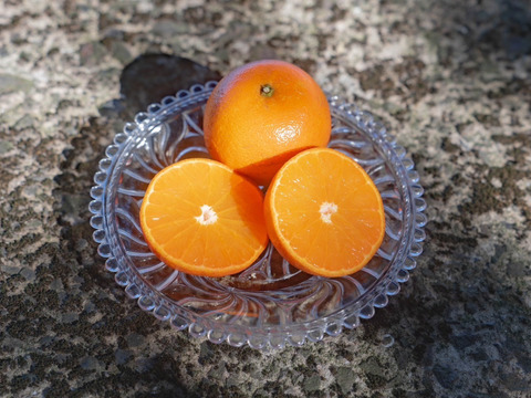 果汁たっぷり！屋久島産たんかん【ご家庭用・5kg】