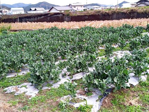 【畑から直送】茎ブロッコリー　1kg　出荷日当日の朝に収穫します スティックセニョール