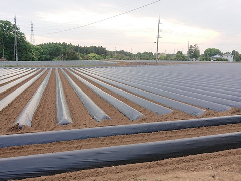 （ほくほく系）超お得！食品ロス削減応援・訳あり紅まさり6キロ以上！目一杯詰めます。