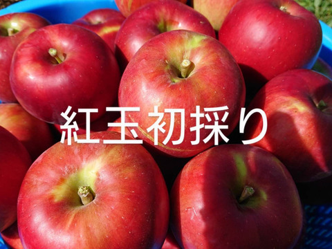 今も昔も思い出懐かし林檎「紅玉！」約3kg 根強い人気品種です。アップルパイ作りにも如何ですか？型崩れしにくいですよ。酸味がたまらない！
