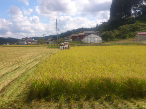 天然秋田のふきのとう約200gと新米秋田こまち約450gのセット販売（世界遺産白神山地付近産）