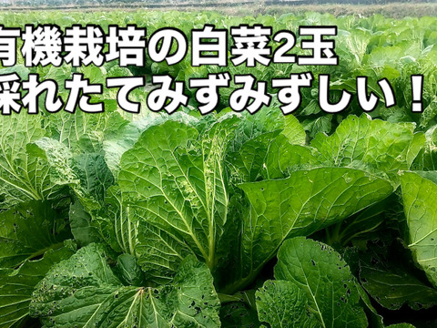 【有機JAS認証】有機白菜2玉、約3kg、クセもなくみずみずしい、甘み十分！