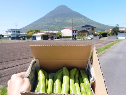 【有機JAS取得】生産量日本一！　鹿児島県指宿市のそら豆