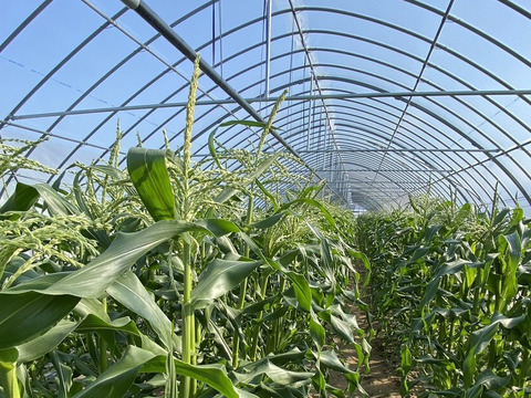 「俺に惚れてみないか？」あまーーーい！！！朝採れスイートコーン！（栽培期間中、農薬不使用）5本入