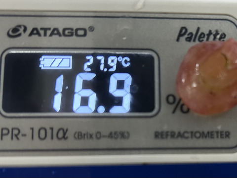 紅①　幻のブドウ【紅伊豆】　1kg前後〜1.5kg位
化粧箱入　(6〜8房位)