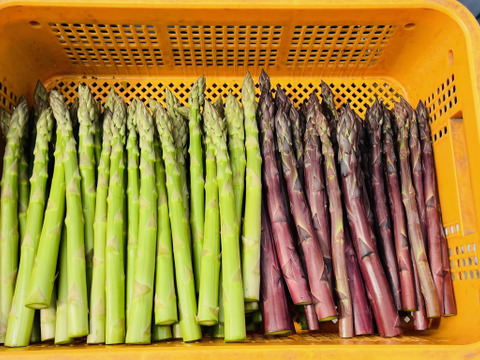 【数量限定】北海道産！グリーン(500g)と紫(500g)の2色食べ比べセット(合計1kg)！紫アスパラは新品種「RG紫色舞ファースト」