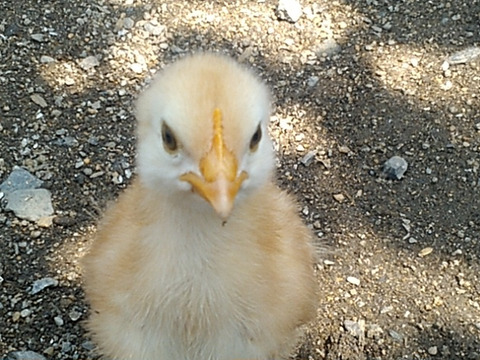 放し飼いのロイヤル健康たまご(特定飼育卵)