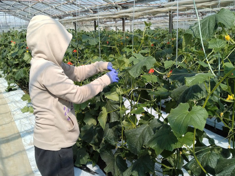 朝採り‼こだわり‼埼玉県産春きゅうり‼訳ありお徳用(約2.5㎏)