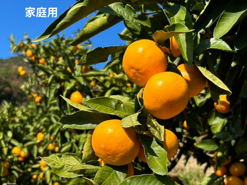 【家庭用】酸味と甘味のバランスの良い旬のちえみかん🍊（田口早生）１０㌔