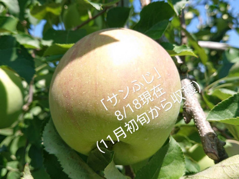 只今収穫中です。！「あずみ野産サンふじ」約2kg入りご家庭用/甘味と酸味のバランスの良い品種です。安曇野の思いを届けたくて、、、、、。