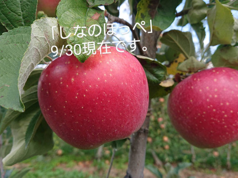 【収穫中です。】硬くてパリッとシャリッとの食感がお好きな方は「しなのほっぺ」約10kg　バランスのとれたりんご。長野県オリジナル品種/スタッフ推しりんごです。
