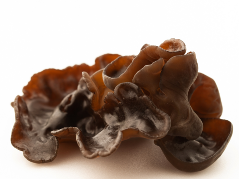 森薫る　原木きくらげ