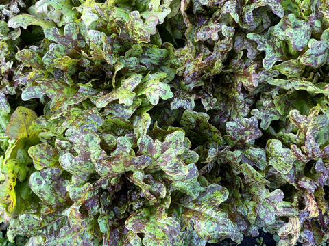 那須高原のレタスもりもり８種類入り