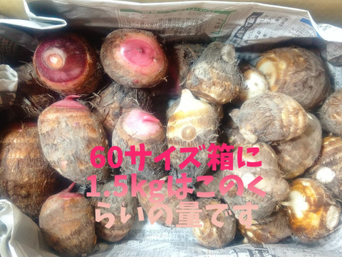 【赤芽&白芽】里芋セット『セレベス』&『大野芋』計1.5㎏