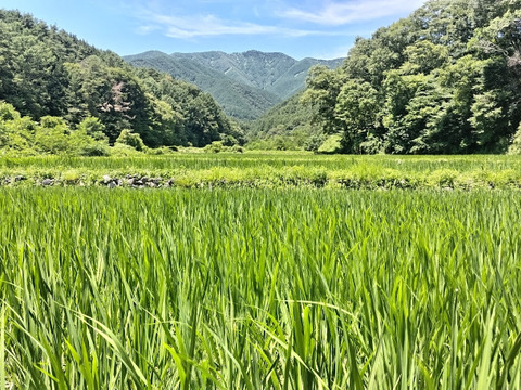 【新米】農薬化学肥料不使用　信州伊那谷★満月もち(白米)・2025年産 10㎏