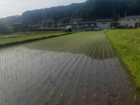 農薬化学肥料不使用『もちひかり』玄米３kg令和７年産　信州佐久穂町