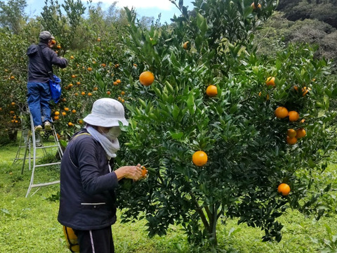 あまくてジューシー！　南国奄美の完熟たんかん　5ｋｇ（家庭用）
