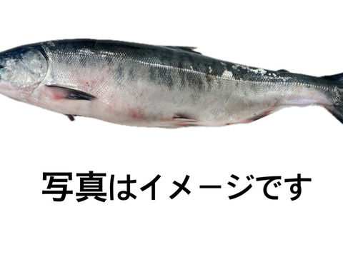 【幻の鮭】鮭児(ケイジ)知床羅臼産 現品限り 【冷凍品】