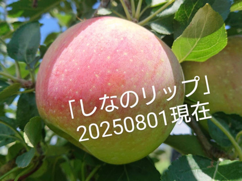 「しなのリップ約10kg」「夏りんごの主役」！長野県オリジナル品種。果汁が多く甘味と酸味のバランスが良い。夏収穫りんごを食べるなら押さえておきたい品種です。お届け後冷蔵庫にて