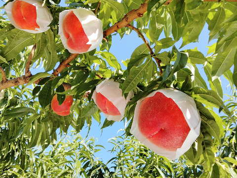 YW３T【中生種】滴る果汁❗【硬くても甘い桃🍑】訳あり桃・約３kg（１２個～８個）【2024年予約】
