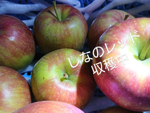 収穫始めます！「しなのレッド」約1.5kg以上入り。 夏の暑さで疲れた身体に酸味の中の甘さが最適です！長野県オリジナル品種。私の夏のお薦め品種・紅玉りんごお好きな方にお薦め品種